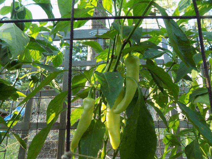 banana peppers.jpg