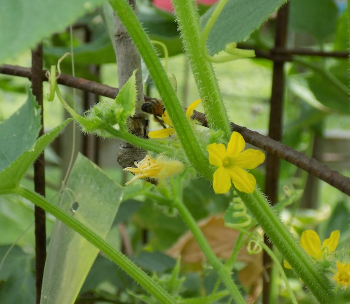 bee in cucumber.jpg