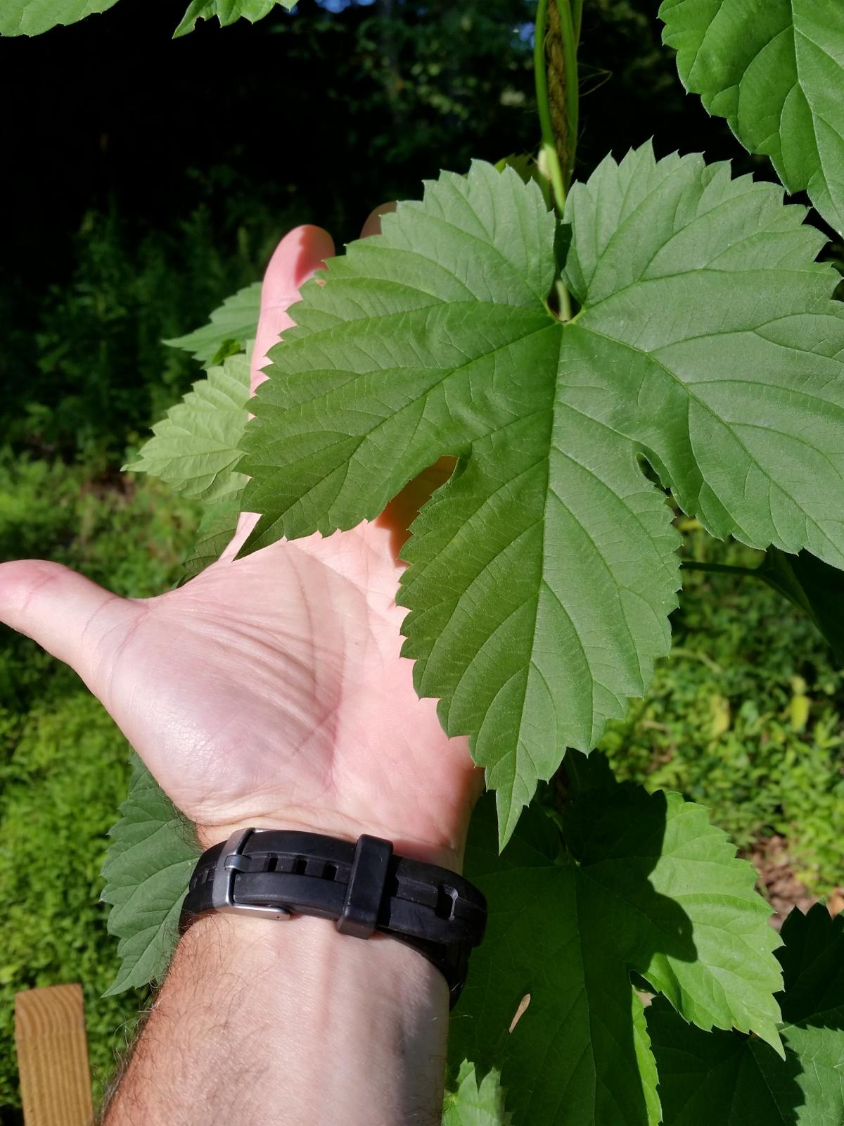 Chinook Leaf.jpg