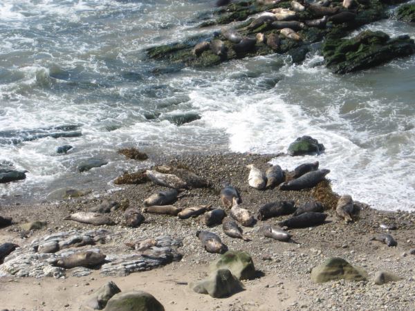 seals.jpg
