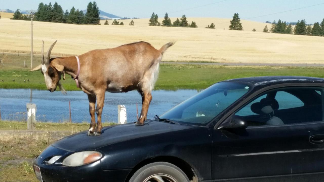 Cargoat.jpg