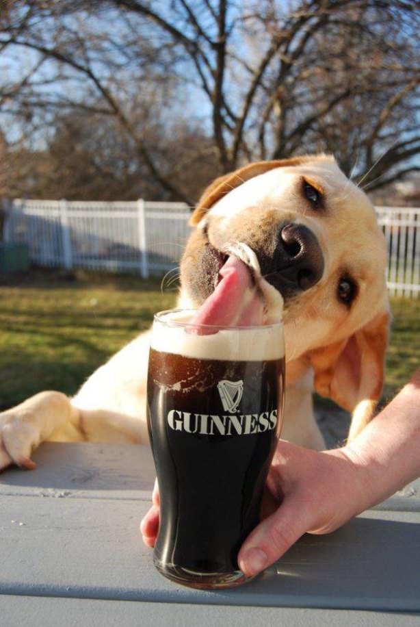 beerdog1.jpg