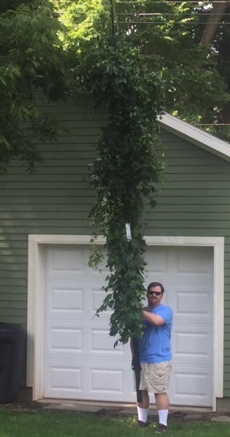 Hops1.jpg