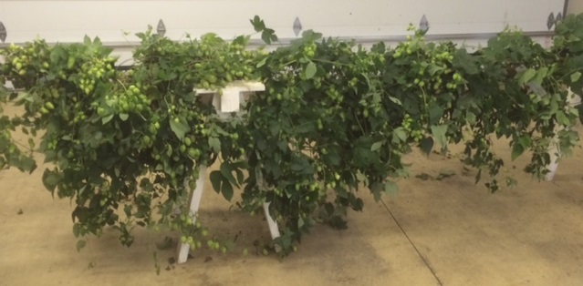 Hops2.jpg