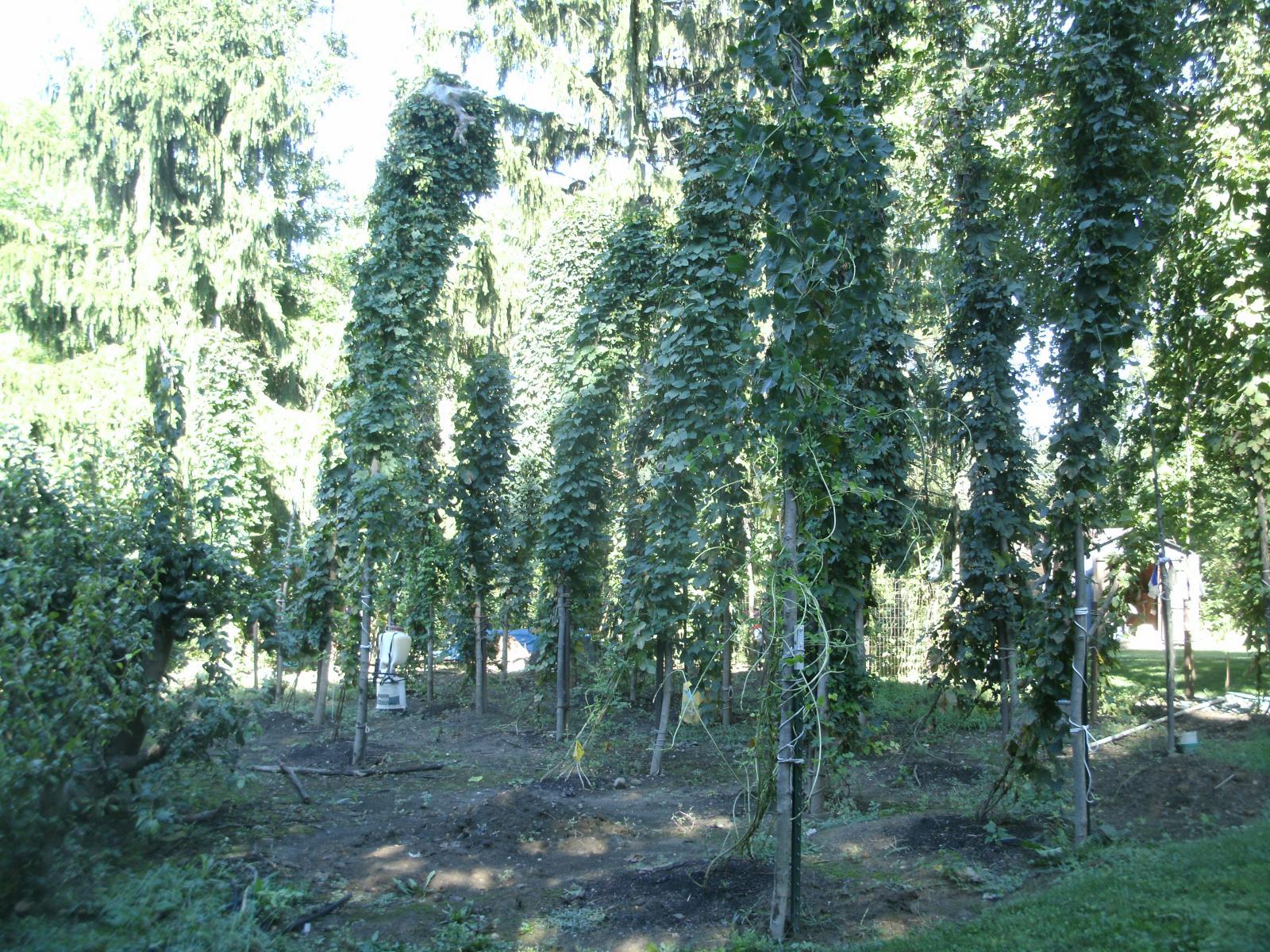 HBT Garden.jpg