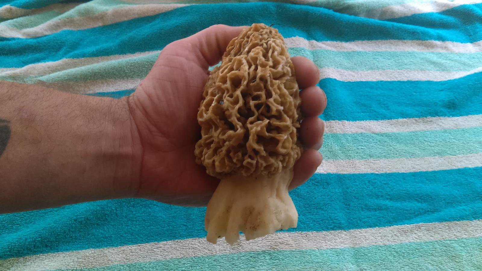 IMAG0165.jpg