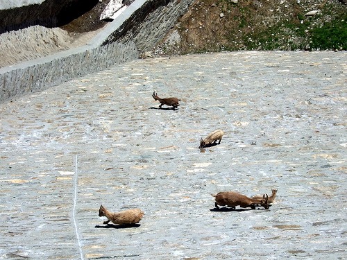 Goats6.jpg