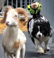 Goat4.jpg