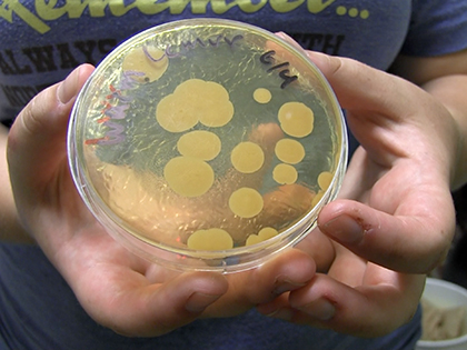 yeast culture_H.jpg