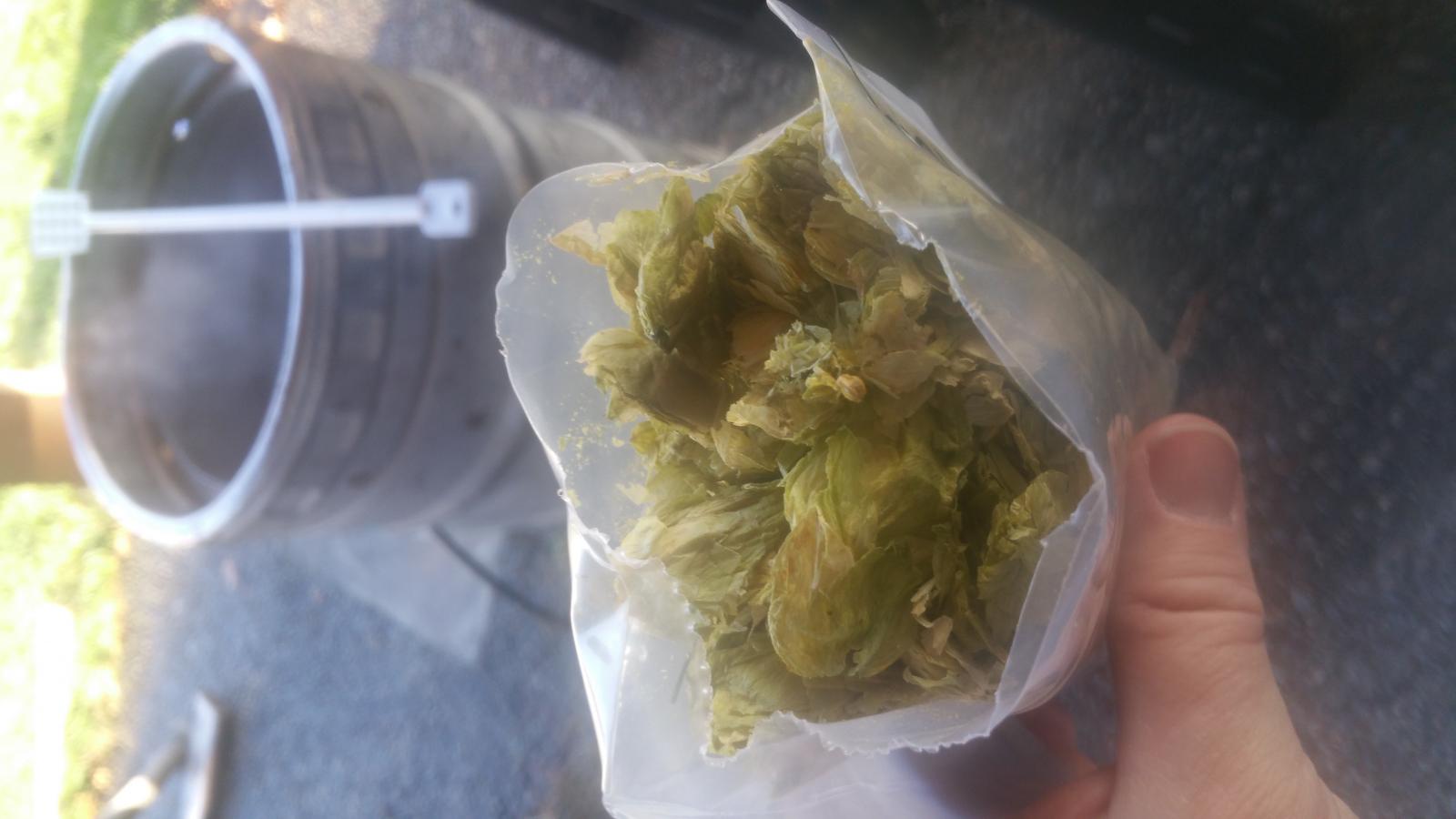 8 Stout 1st Hop.jpg