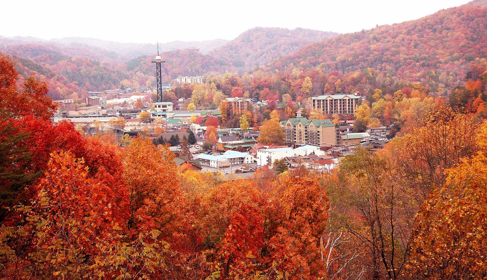 leaves.jpg