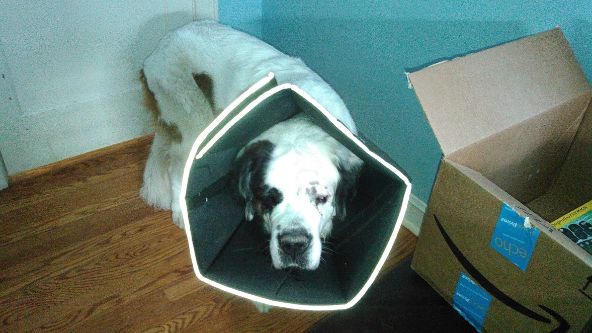 Cone of shame.jpg