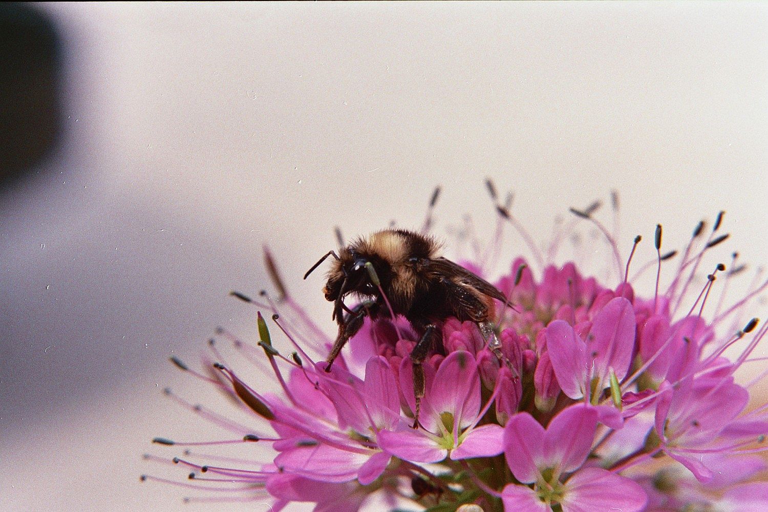 bumbleflower2a.jpg