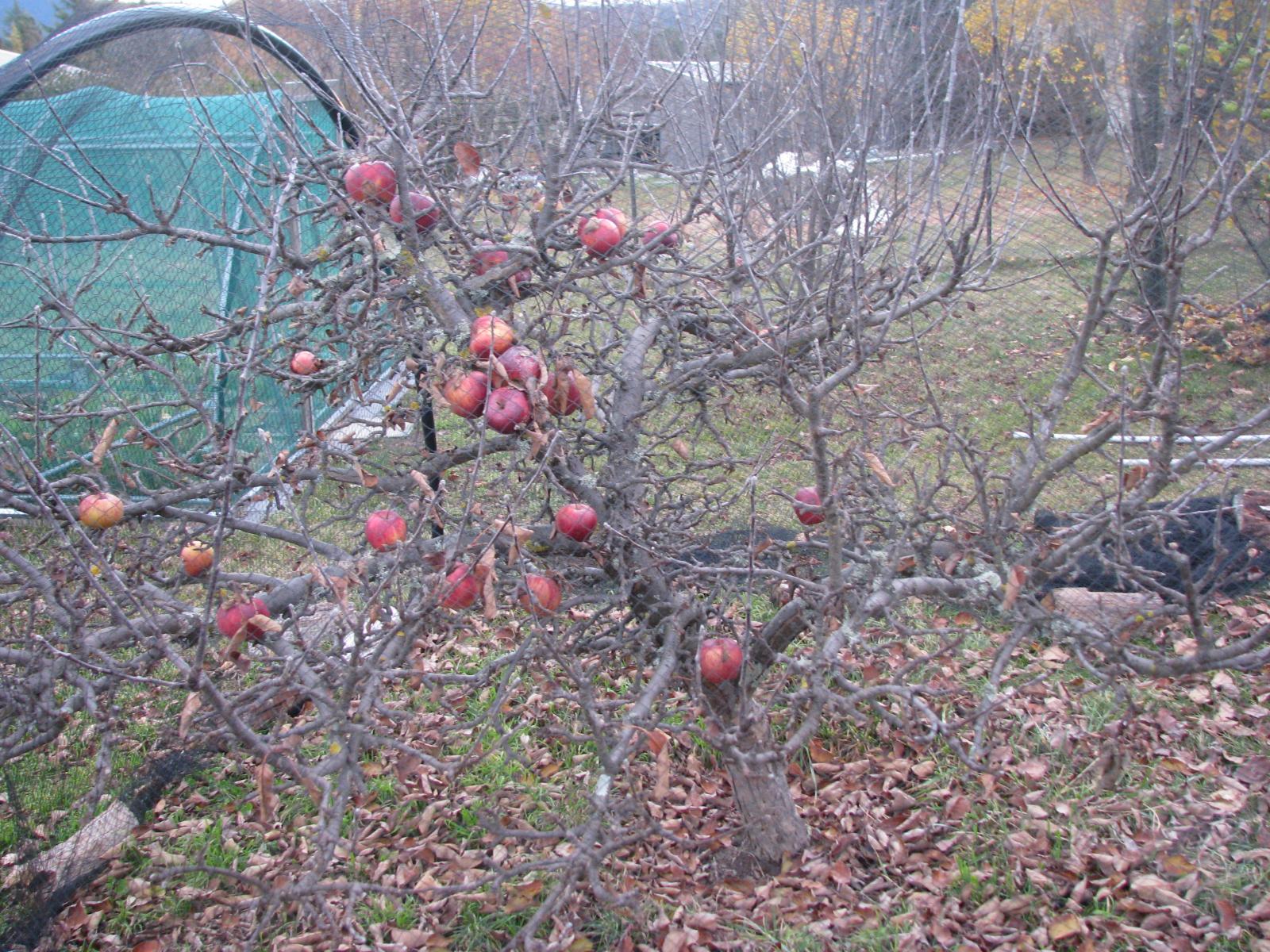 Granny smith apples for cider Homebrew Talk Beer, Wine, Mead