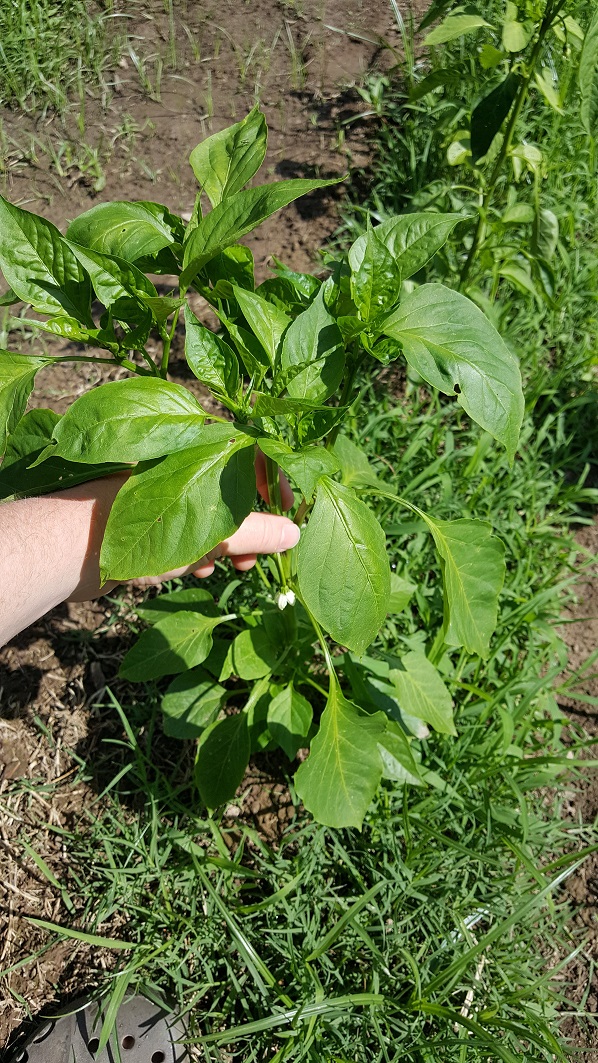 20170607_102132.jpg