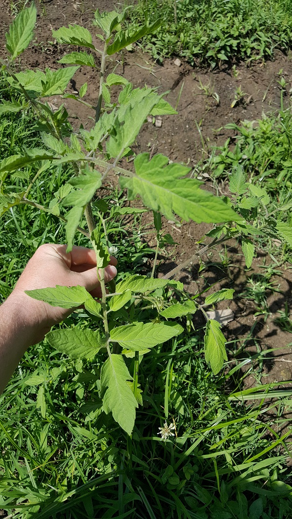 20170607_102244.jpg