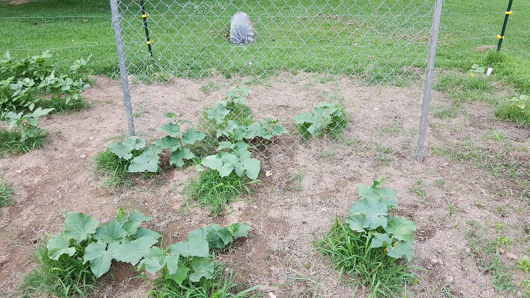 20170616_181000.jpg