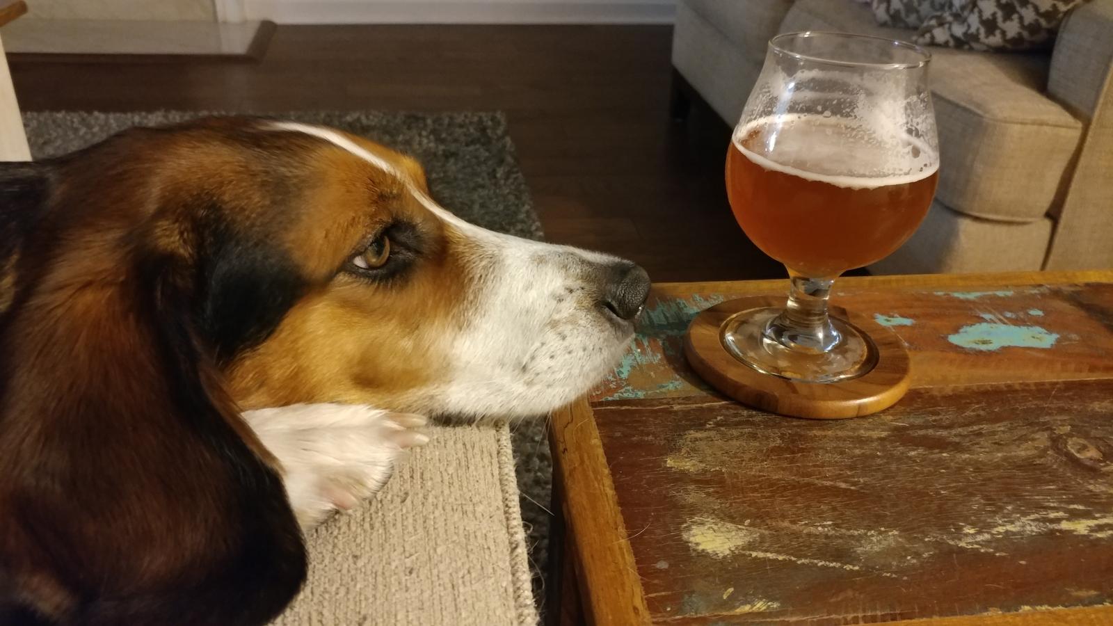 Pup&Beer.jpg