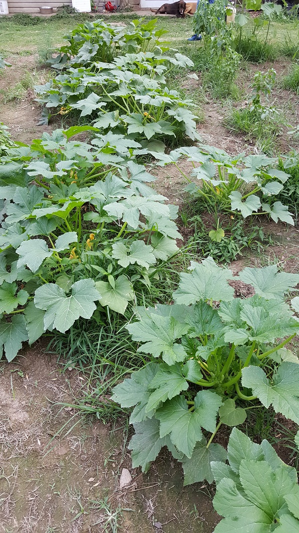 20170701_185634.jpg