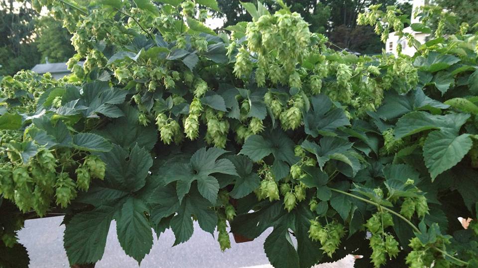 Hops_1.jpg