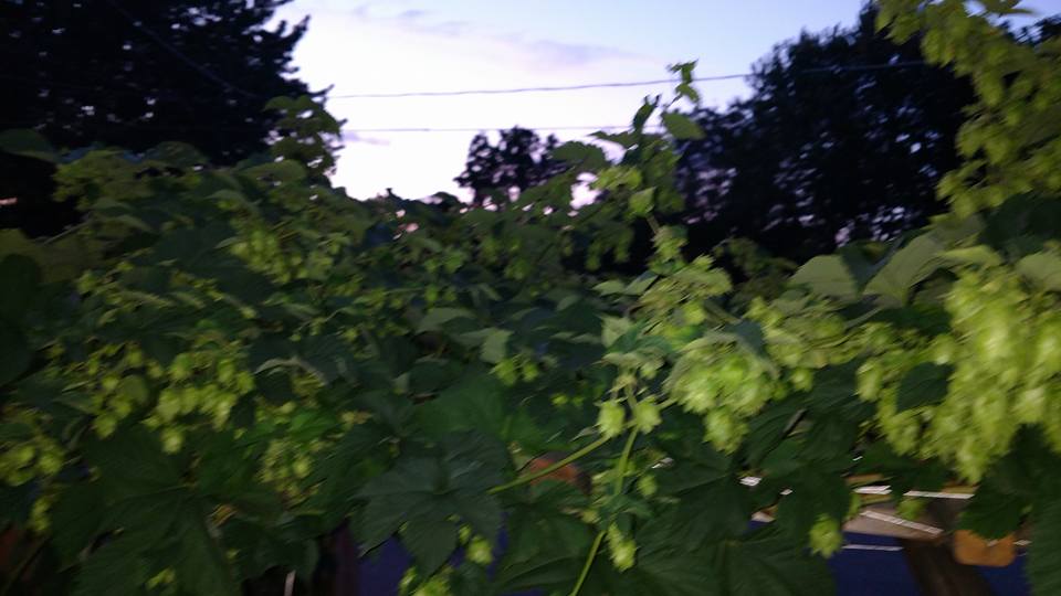 Hops_2.jpg