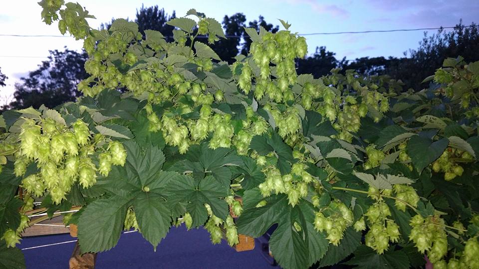 Hops_3.jpg