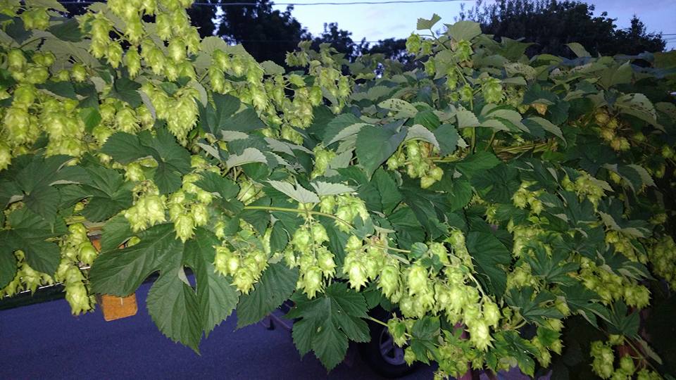 Hops_4.jpg