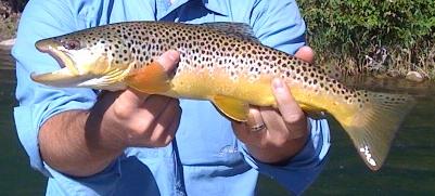 nice brown.JPG