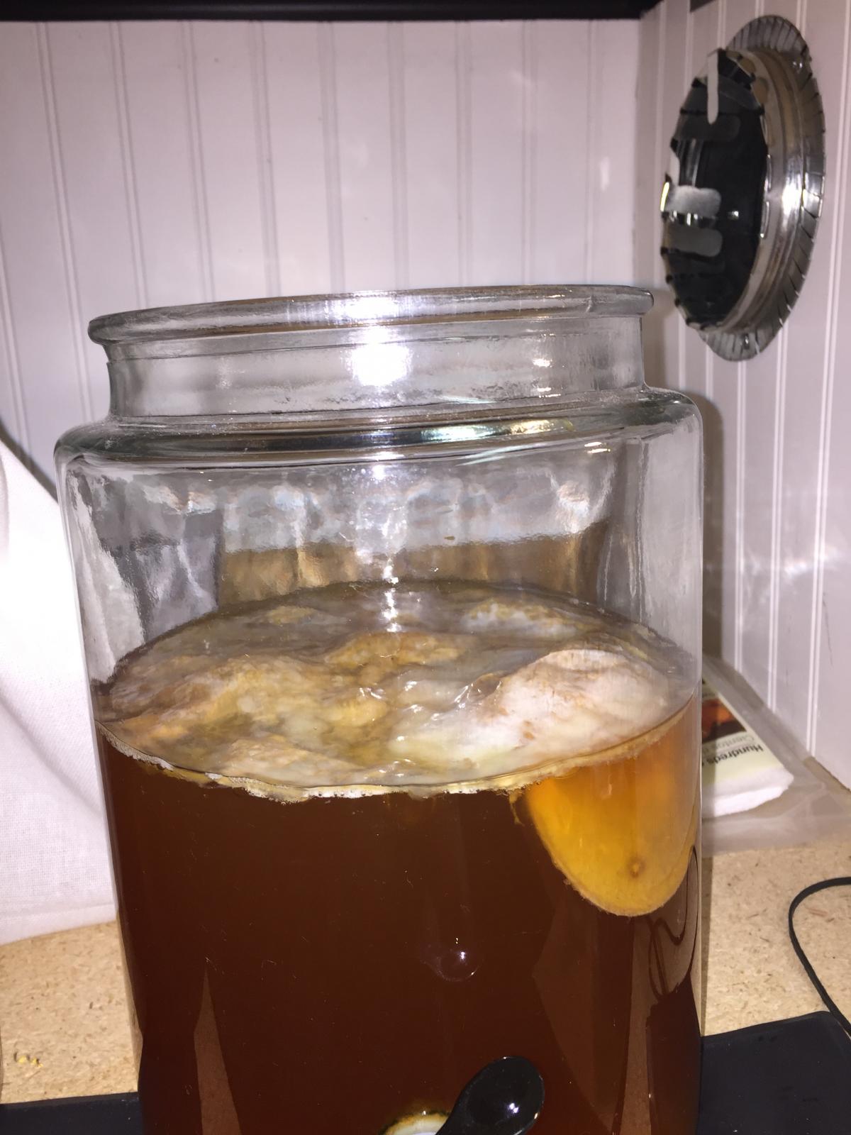 Continuouse Brewing Scoby.jpg