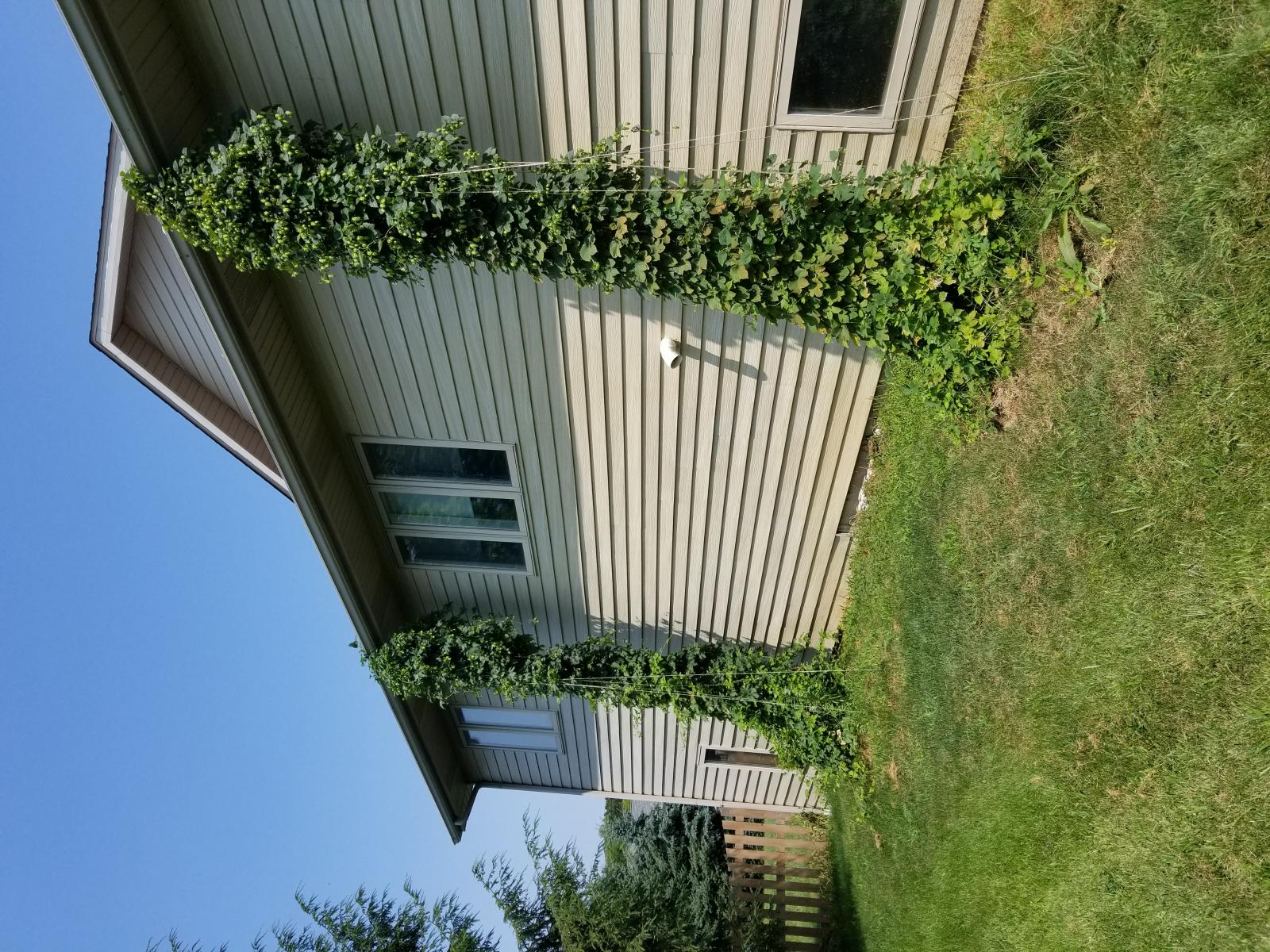 hops1.jpg