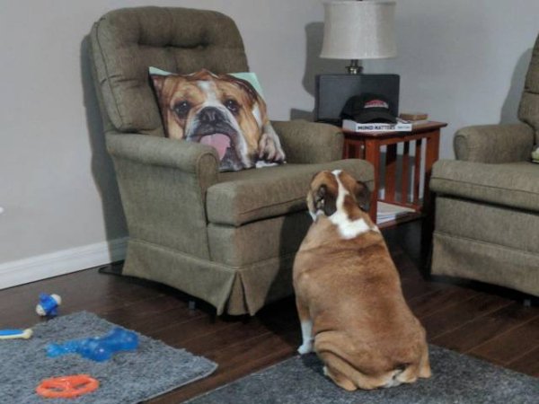 animals-are-cooler-than-you-dude-cooler-than-you-36-photos-216.jpg