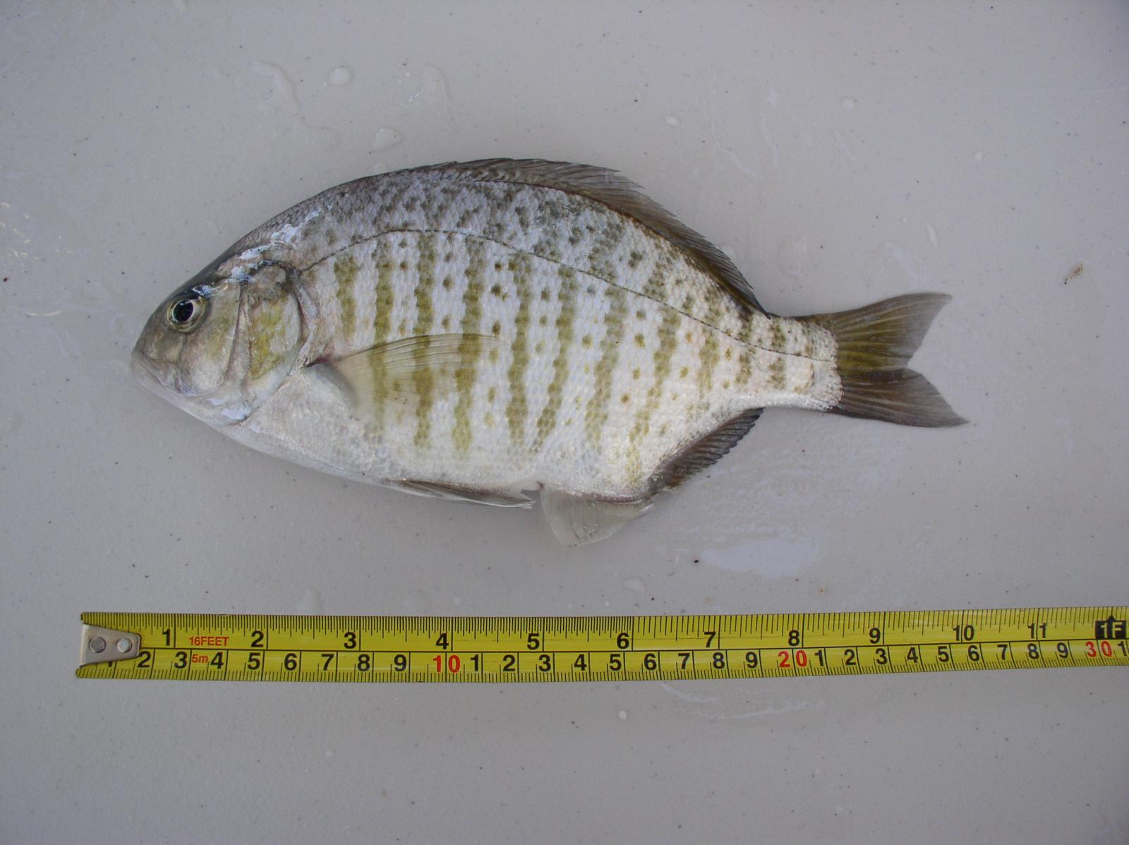 barred surf perch 11-24-14C.jpg