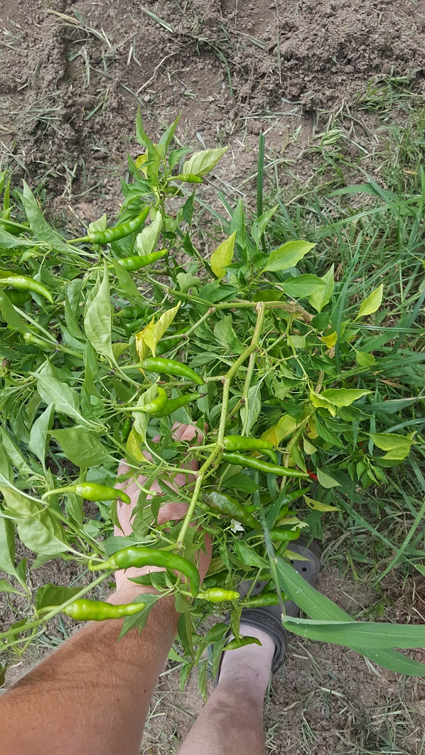 20170827_162340.jpg