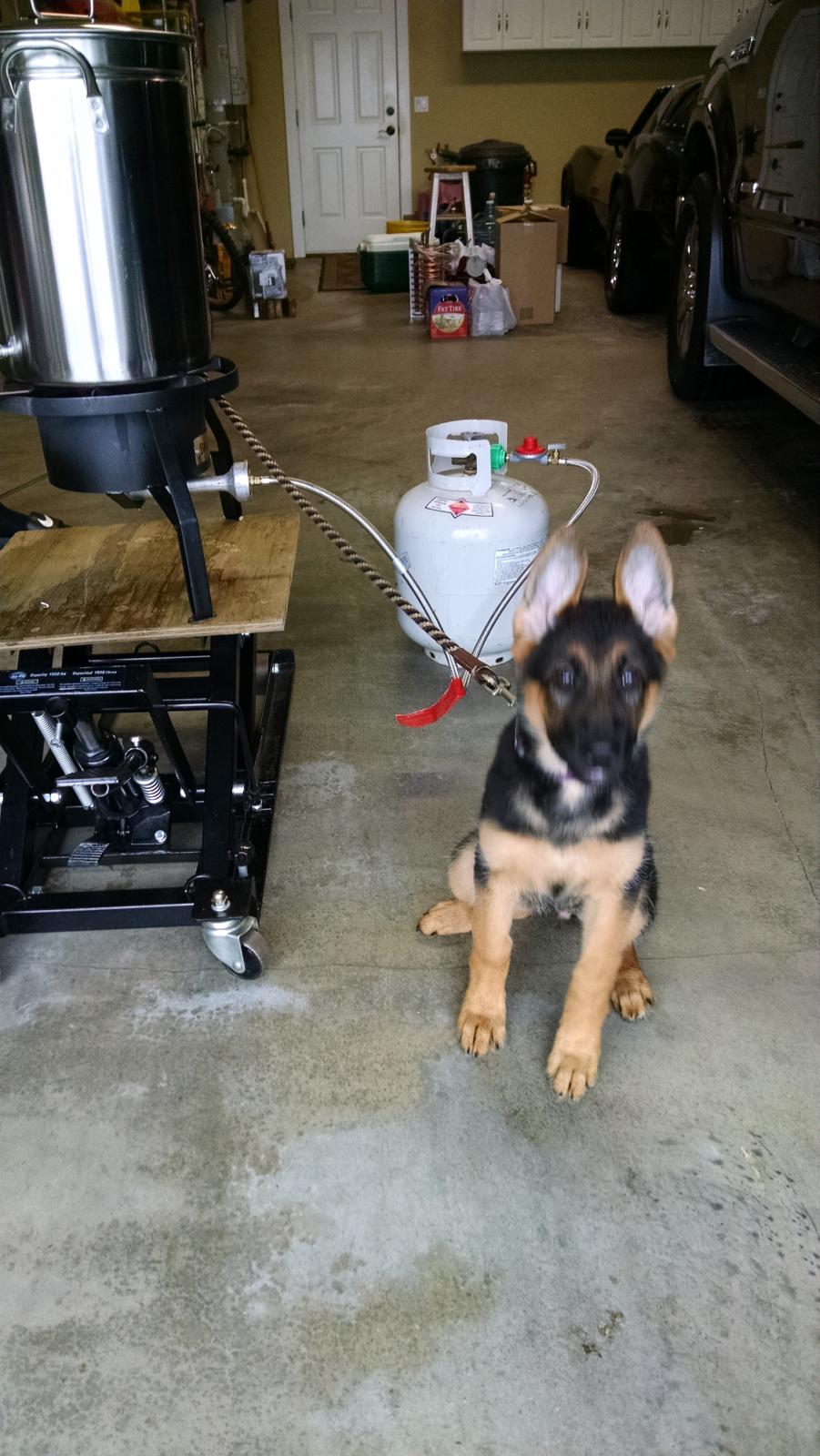 Brew%20Dog.jpg