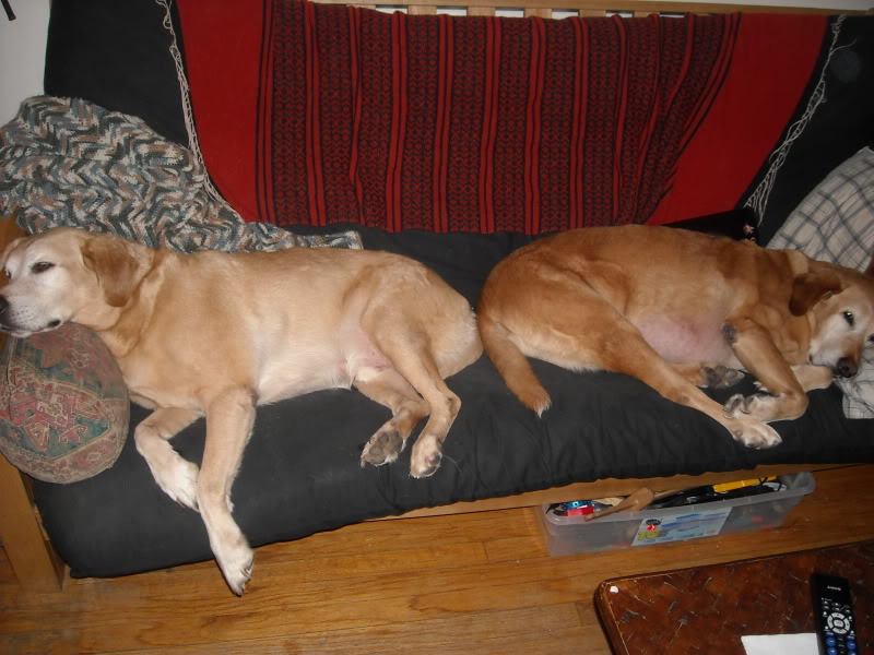 pups - max and olu.jpg