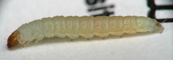 Flour.moth_.caterpillar.side_.full_.length.jpg