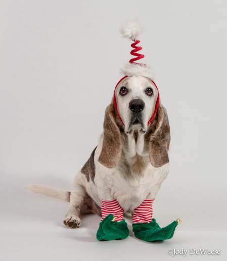 Bassett Elf.jpg