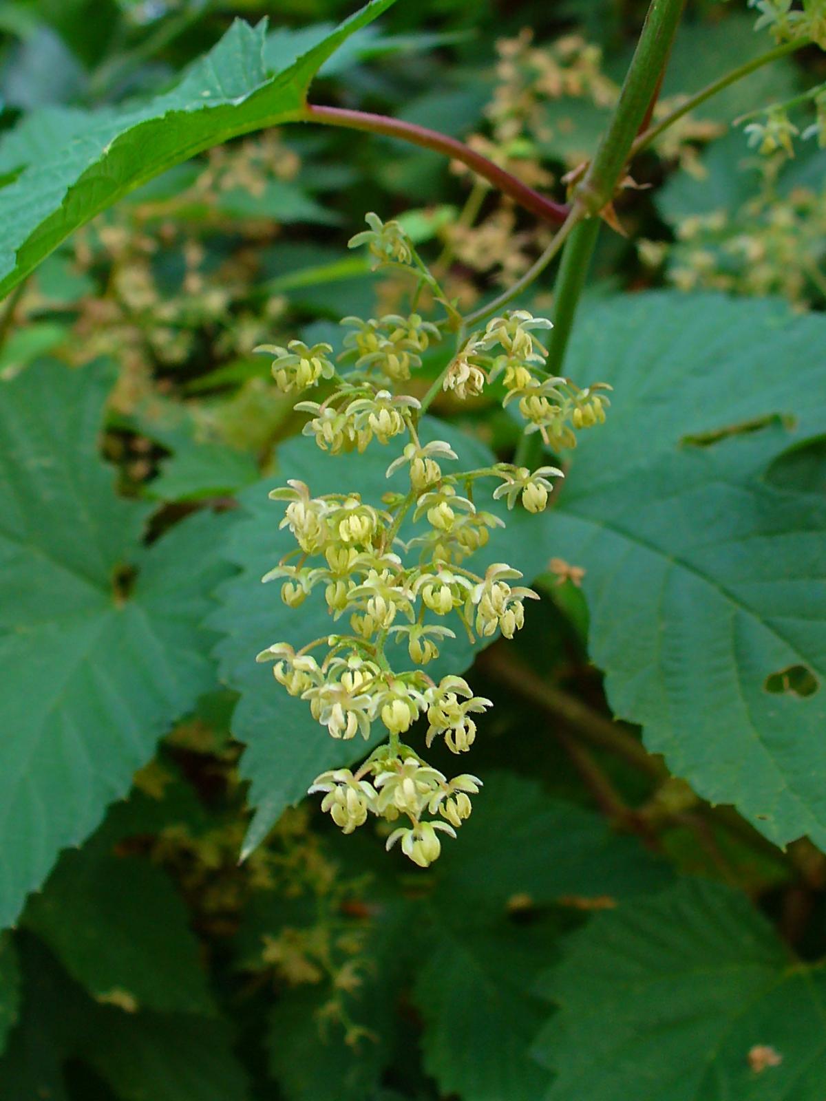 Humulus_lupulus_002.jpg