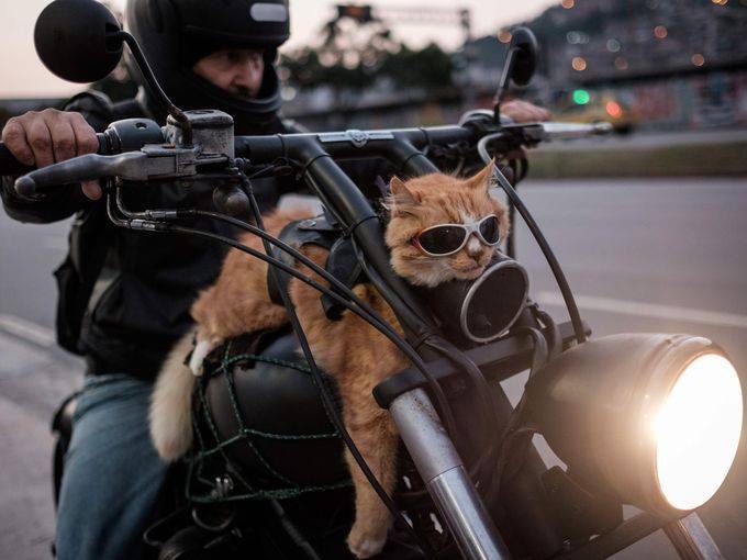 CaturdayBike.jpg