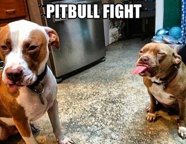 FarkPitbullFight.jpg