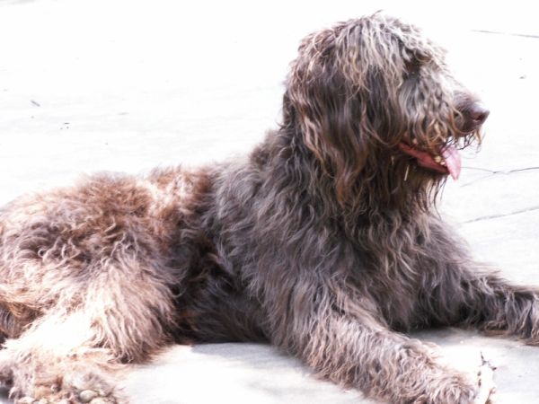 Foley the wonder dog