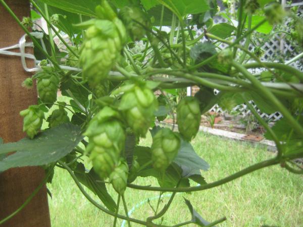 2010 Cascade Hop Plants