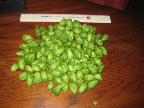 Cascade Hops 2010