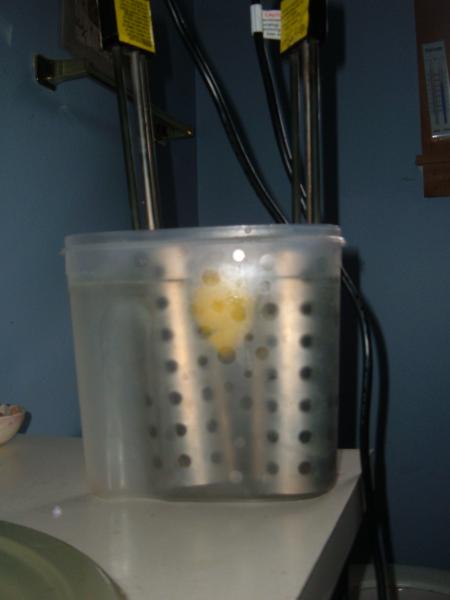 soaking in lemon juice