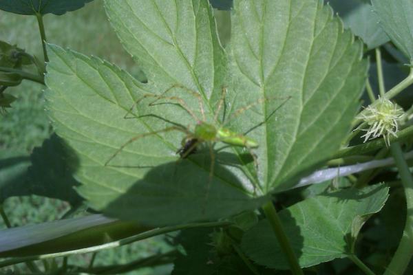 Green spider eating some kind of fly on my hops.