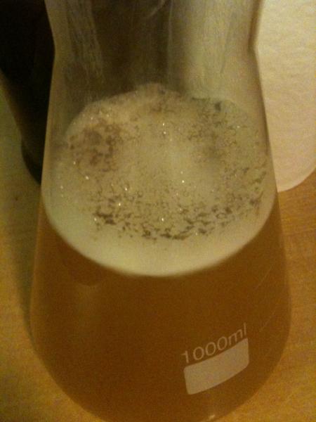 Wild yeast in my starter