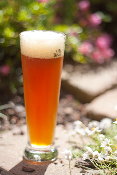 Amber ale