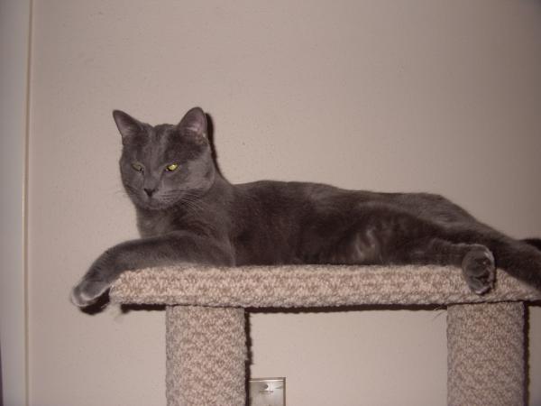 My Russian blue cat Bert . Mean sob !