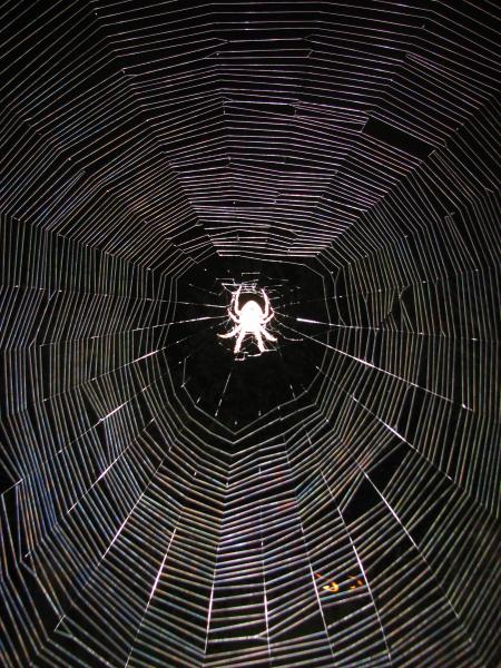 Big A$$ spider in back yard ,about 6 ' web 3 " spider
