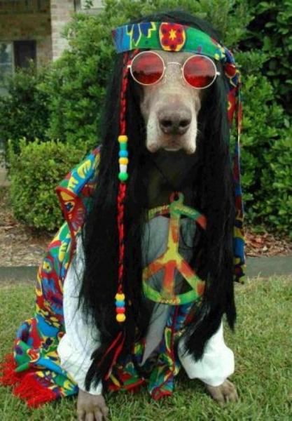 Under cover dope dog !